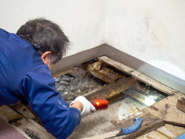 Best Residential Mold Remediation in Rosanky, TX