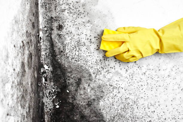 Reliable Rosanky, TX Mold Remediation Solutions