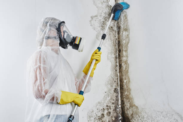 Best Post-Flood Mold Remediation in Rosanky, TX