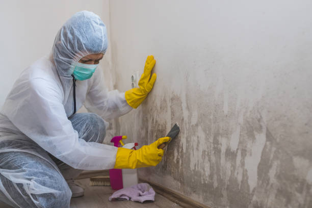Best Insurance-Related Mold Remediation in Rosanky, TX