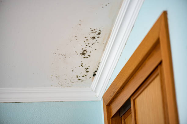 Rosanky, TX Mold Remediation Company