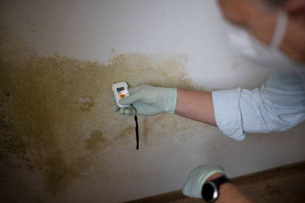 Best Health and Safety Mold Remediation in Rosanky, TX