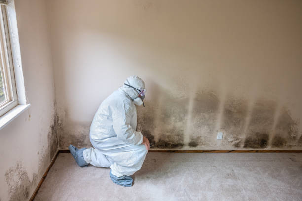 Best Basement Mold Remediation in Rosanky, TX