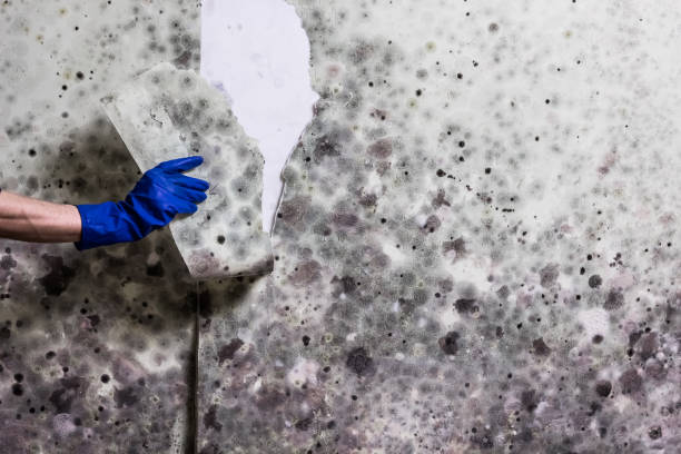 Best Crawl Space Mold Remediation in Rosanky, TX
