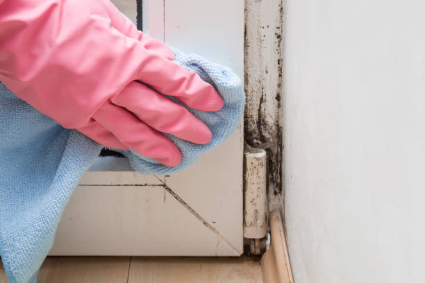 Best Insurance-Related Mold Remediation in Rosanky, TX